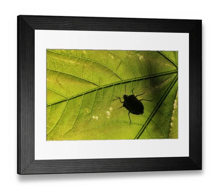 Framed Print : Green shieldbug (Palomena prasina) silhouetted on a Sycamore leaf (Acer pseudoplatanus), Boscastle, Cornwall, England, UK. April Framed Print : Green shieldbug (Palomena prasina) silhouetted on a Sycamore leaf (Acer pseudoplatanus), Boscastle, Cornwall, England, UK. April