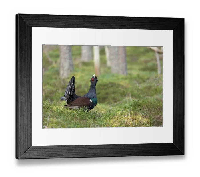 Framed Print : Capercaillie (Tetrao urogallus) male, displaying at lek, Cairngorms, Scotland, UK. April