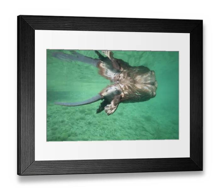 Framed Print : European beaver (Castor fiber) swimming on the surface, underwater view, River Rhone, Alps, France. May Framed Print : European beaver (Castor fiber) swimming on the surface, underwater view, River Rhone, Alps, France. May