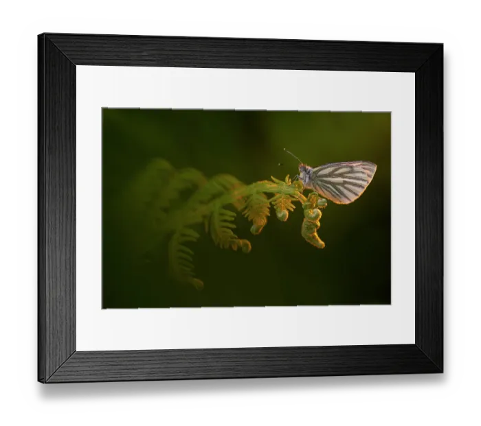Framed Print : Green-veined white butterfly (Pieris napi) roosting on bracken in late evening light, Boscastle, Cornwall, England, UK. May Framed Print : Green-veined white butterfly (Pieris napi) roosting on bracken in late evening light, Boscastle, Cornwall, England, UK. May