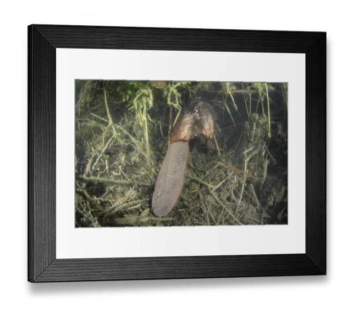 Framed Print : European beaver (Castor fiber) tail poking out of underwater vegetation, River Rhone, Alps, France. July Framed Print : European beaver (Castor fiber) tail poking out of underwater vegetation, River Rhone, Alps, France. July