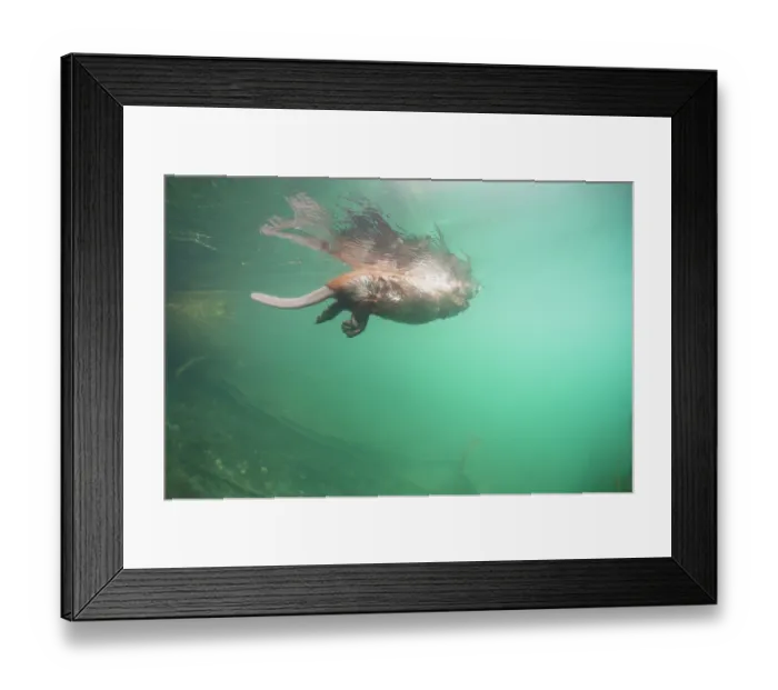 Framed Print : RF - European beaver (Castor fiber) swimming on the surface, underwater view, River Rhone, Alps, France. June Framed Print : RF - European beaver (Castor fiber) swimming on the surface, underwater view, River Rhone, Alps, France. June