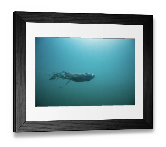 Framed Print : European beaver (Castor fiber) swimming underwater carrying a branch in its mouth, River Rhone, Alps, France. June Framed Print : European beaver (Castor fiber) swimming underwater carrying a branch in its mouth, River Rhone, Alps, France. June