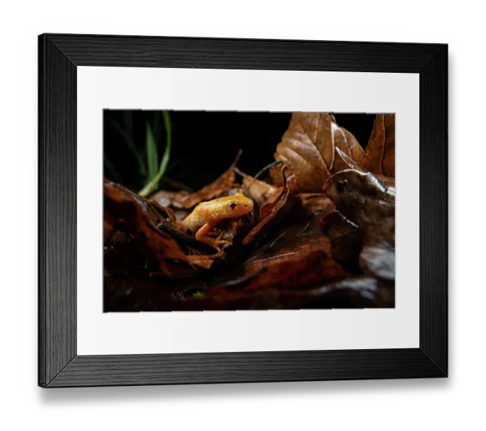 Framed Print : Northern crested newt (Triturus cristatus) albino female, amongst dried leaves on the forest floor at night, Lucerne, Switzerland. March Framed Print : Northern crested newt (Triturus cristatus) albino female, amongst dried leaves on the forest floor at night, Lucerne, Switzerland. March