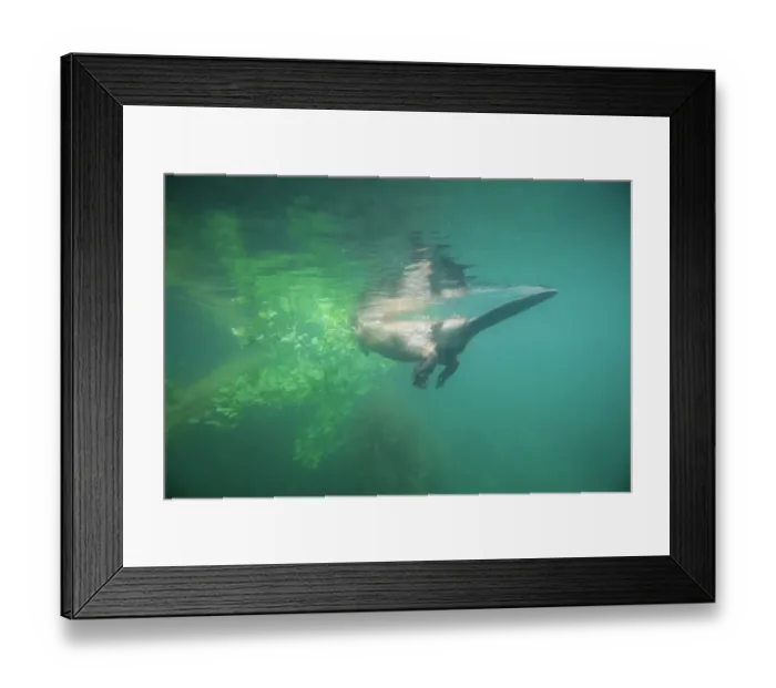 Framed Print : European beaver (Castor fiber) swimming on the surface, underwater view, River Rhone, Alps, France. May Framed Print : European beaver (Castor fiber) swimming on the surface, underwater view, River Rhone, Alps, France. May