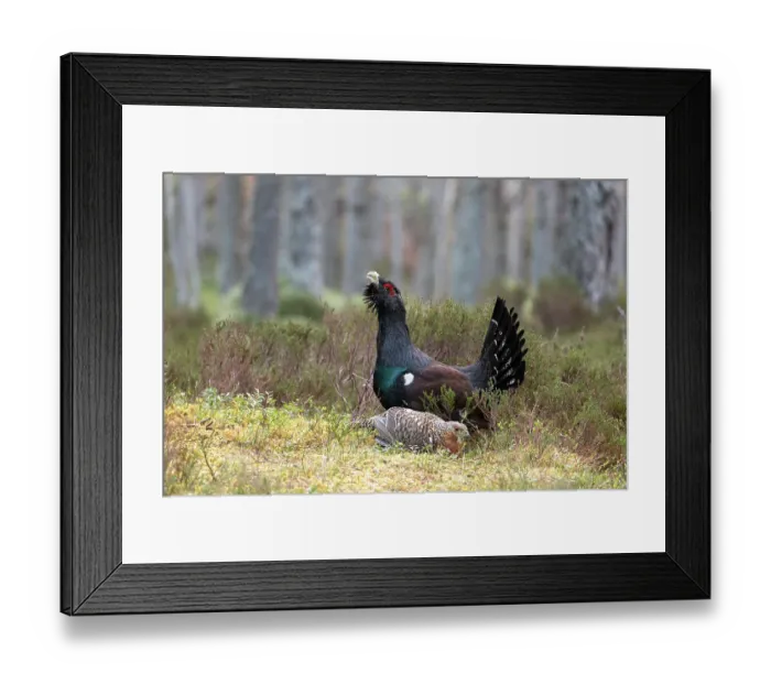 Framed Print : Capercaillies (Tetrao urogallus) pair, female crouching in front of male on lek, courtship behaviour, Cairngorms, Scotland, UK. April Framed Print : Capercaillies (Tetrao urogallus) pair, female crouching in front of male on lek, courtship behaviour, Cairngorms, Scotland, UK. April