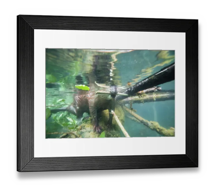 Framed Print : European beaver (Castor fiber) in river feeding on a fallen tree,  River Rhone, Alps, France. May
