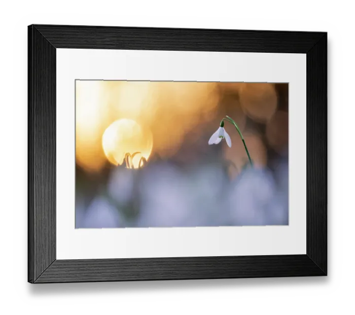 Framed Print : Snowdrops (Galanthus nivalis) flowering in woodland at dusk, Broxwater, Cornwall, England, UK. February Framed Print : Snowdrops (Galanthus nivalis) flowering in woodland at dusk, Broxwater, Cornwall, England, UK. February
