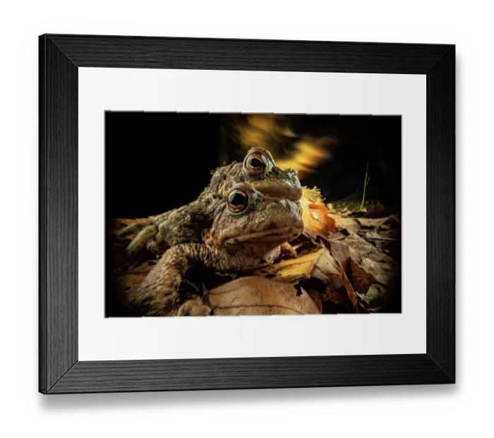 Framed Print : Common toads (Bufo bufo) pair in amplexus with experimental lighting in background, Lucerne, Switzerland. February Framed Print : Common toads (Bufo bufo) pair in amplexus with experimental lighting in background, Lucerne, Switzerland. February