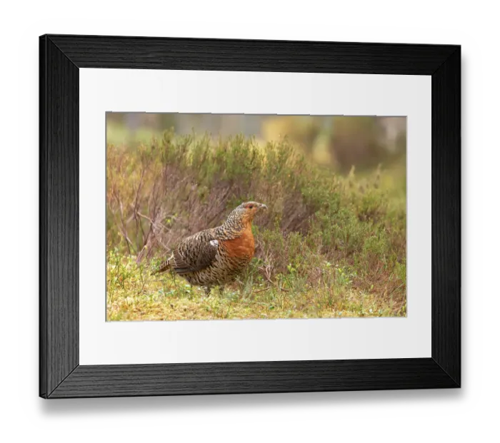 Framed Print : Capercaillie (Tetrao urogallus) female, standing on the ground, Cairngorms, Scotland, UK. April Framed Print : Capercaillie (Tetrao urogallus) female, standing on the ground, Cairngorms, Scotland, UK. April