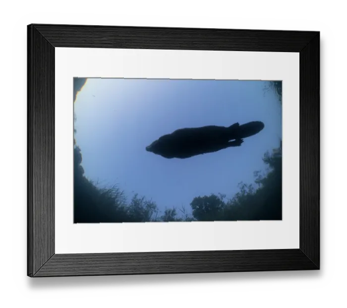 Framed Print : European beaver (Castor fiber) swimming on the surface silhouetted at dusk, underwater view, River Rhone, Alps, France. May