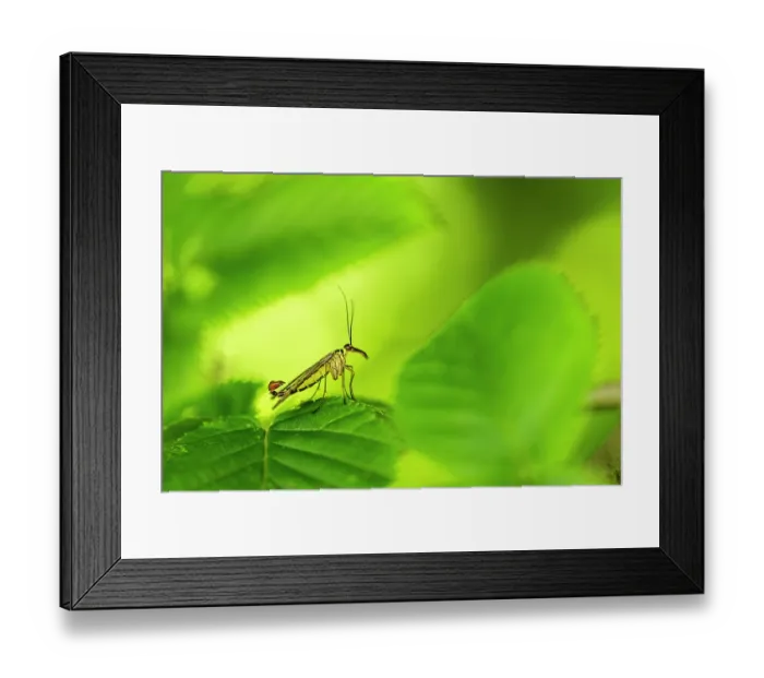 Framed Print : Scorpion fly (Panorpa sp.) male, resting on leaf, Broxwater, Cornwall, England, UK. June