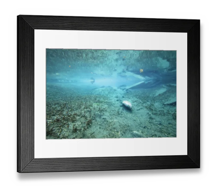 Framed Print : European beaver (Castor fiber) walking over riverbed with another Beaver swimming on the surface behind, River Rhone, Alps, France. June Framed Print : European beaver (Castor fiber) walking over riverbed with another Beaver swimming on the surface behind, River Rhone, Alps, France. June