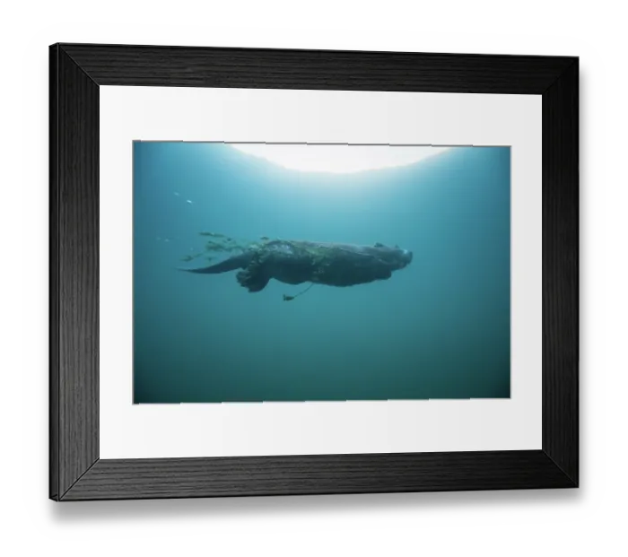 Framed Print : European beaver (Castor fiber) swimming underwater carrying a branch in its mouth, River Rhone, Alps, France. June Framed Print : European beaver (Castor fiber) swimming underwater carrying a branch in its mouth, River Rhone, Alps, France. June