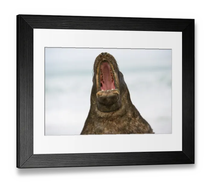 Framed Print : New Zealand sea lion (Phocarctos hookeri) vocalising, head portrait, South Island, New Zealand. Endangered Framed Print : New Zealand sea lion (Phocarctos hookeri) vocalising, head portrait, South Island, New Zealand. Endangered