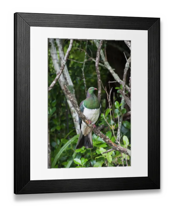 Framed Print : New Zealand pigeon (Hemiphaga novaeseelandiae) perched on branch, Paterson Inlet, Stewart Island, South Island, New Zealand Framed Print : New Zealand pigeon (Hemiphaga novaeseelandiae) perched on branch, Paterson Inlet, Stewart Island, South Island, New Zealand