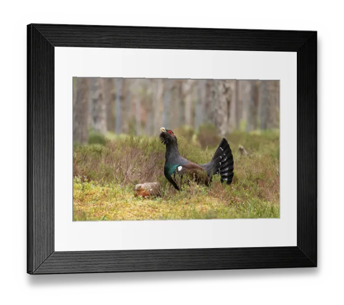 Framed Print : Capercaillies (Tetrao urogallus) pair, female crouching in front of male on lek, courtship behaviour, Cairngorms, Scotland, UK. April Framed Print : Capercaillies (Tetrao urogallus) pair, female crouching in front of male on lek, courtship behaviour, Cairngorms, Scotland, UK. April