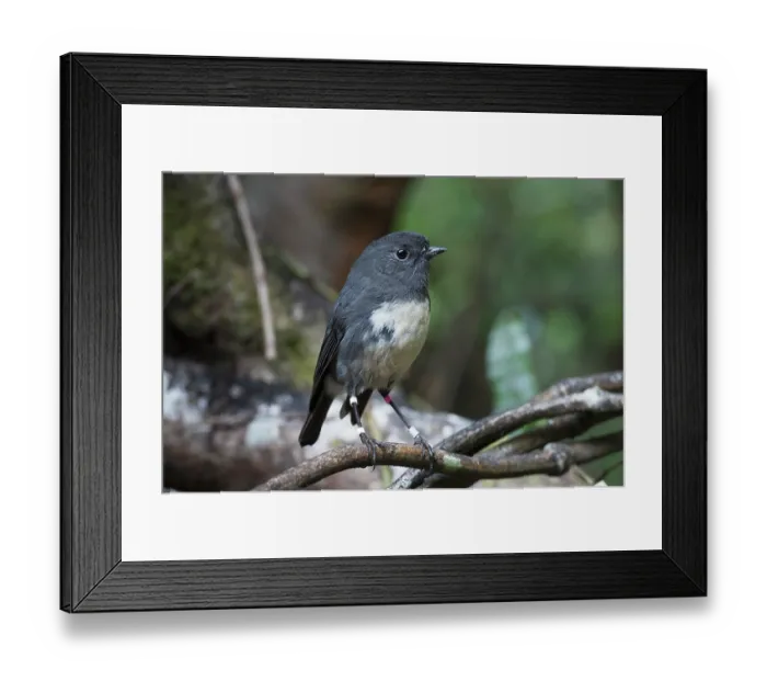 Framed Print : New Zealand robin (Petroica australis) male, South Island race with bird ring, perched on branch, Paterson Inlet, Stewart Island, South Island, New Zealand Framed Print : New Zealand robin (Petroica australis) male, South Island race with bird ring, perched on branch, Paterson Inlet, Stewart Island, South Island, New Zealand