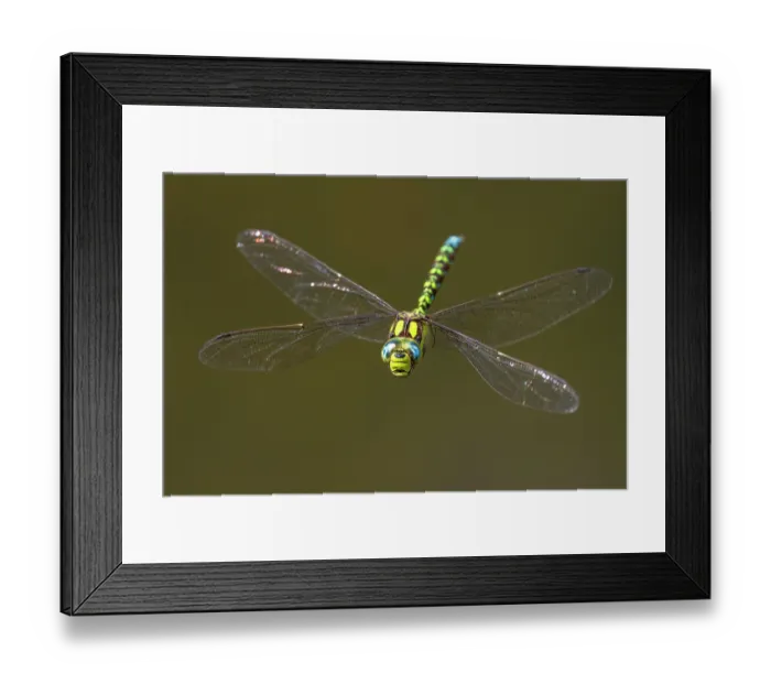 Framed Print : Southern hawker dragonfly (Aeshna cyanea) in flight, Meeth Quarry, Cornwall, England, UK. August Framed Print : Southern hawker dragonfly (Aeshna cyanea) in flight, Meeth Quarry, Cornwall, England, UK. August