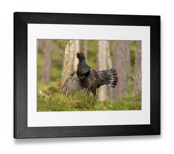 Framed Print : Capercaillie (Tetrao urogallus) male, displaying at lek, Cairngorms, Scotland, UK. April