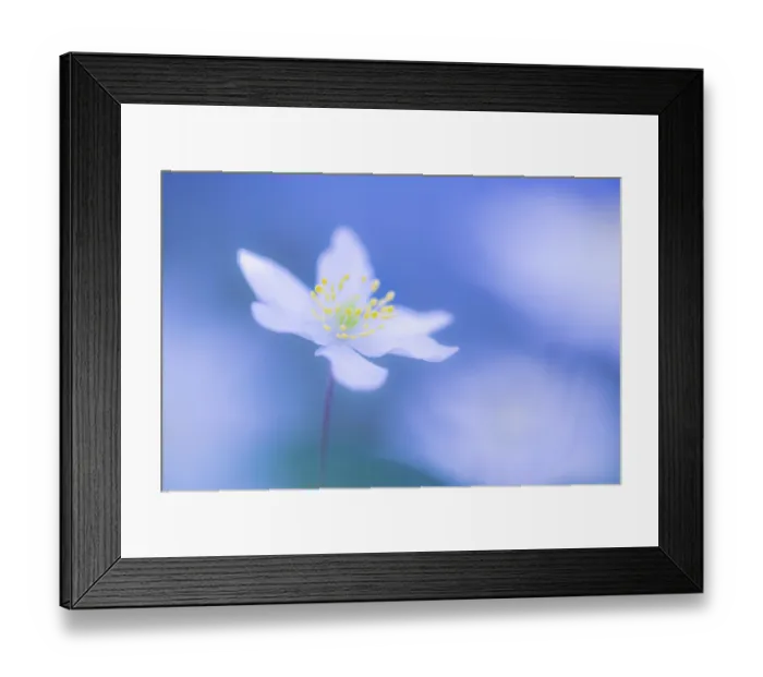 Framed Print : Wood anemone (Anemone nemorosa) flower, RHS Rosemoor, near Great Torrington, Devon, England, UK. March Framed Print : Wood anemone (Anemone nemorosa) flower, RHS Rosemoor, near Great Torrington, Devon, England, UK. March