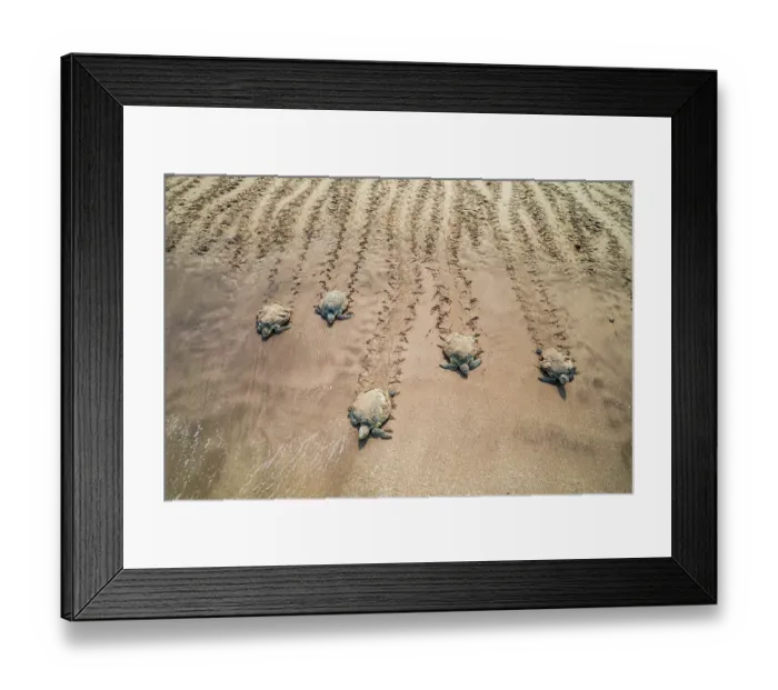 Framed Print : Five Kemp's ridley sea turtle (Lepidochelys kempii) females, making their way across the sand back to the sea after nesting, Rancho Nuevo Beach Reserve, Tamaulipas State, Mexico Framed Print : Five Kemp's ridley sea turtle (Lepidochelys kempii) females, making their way across the sand back to the sea after nesting, Rancho Nuevo Beach Reserve, Tamaulipas State, Mexico