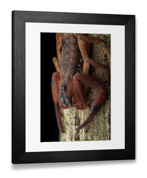 Framed Print : Scorpion (Tityus championi) resting on branch, portrait, Osa Peninsula, Costa Rica Framed Print : Scorpion (Tityus championi) resting on branch, portrait, Osa Peninsula, Costa Rica