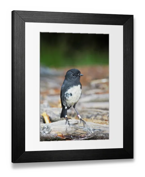 Framed Print : New Zealand robin (Petroica australis) male, South Island race with bird ring, perched on fallen branch, Paterson Inlet, Stewart Island, South Island, New Zealand Framed Print : New Zealand robin (Petroica australis) male, South Island race with bird ring, perched on fallen branch, Paterson Inlet, Stewart Island, South Island, New Zealand