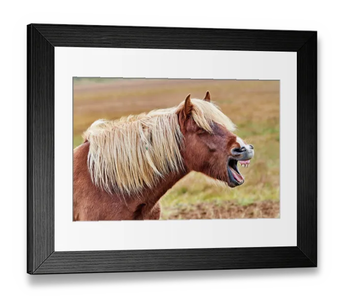 Framed Print : Icelandic horse (Equus caballus) yawning, head portrait, Iceland. September Framed Print : Icelandic horse (Equus caballus) yawning, head portrait, Iceland. September
