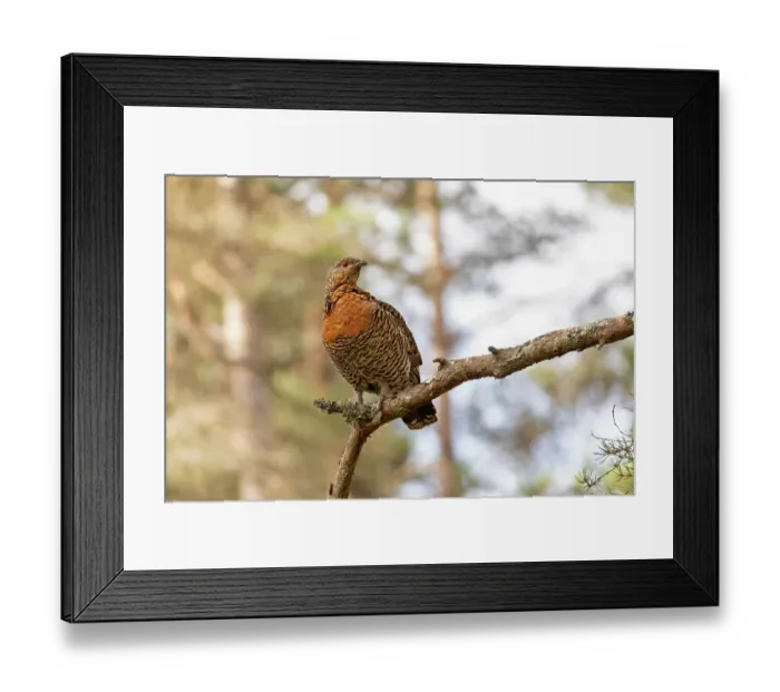 Framed Print : Capercaillie (Tetrao urogallus) female perched in Pine tree, Cairngorms, Scotland, UK. April Framed Print : Capercaillie (Tetrao urogallus) female perched in Pine tree, Cairngorms, Scotland, UK. April