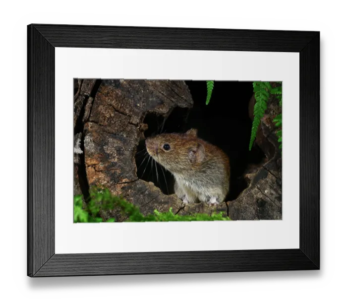 Framed Print : Bank vole (Clethrionomys glareolus) peering out from inside a hollow log, Dorset, England, UK. July. Captive