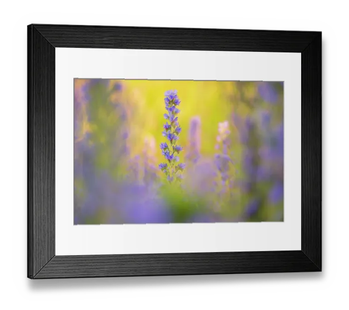 Framed Print : Vipers bugloss (Echium vulgare) in flower, Braunton Burrows, Devon, England, UK. June Framed Print : Vipers bugloss (Echium vulgare) in flower, Braunton Burrows, Devon, England, UK. June