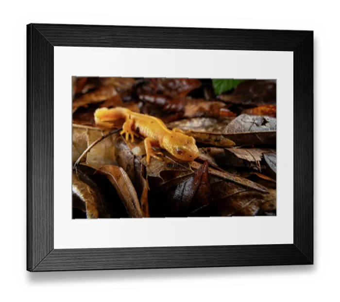 Framed Print : Northern crested newt (Triturus cristatus) albino female, amongst dried leaves on the forest floor at night, Lucerne, Switzerland. March Framed Print : Northern crested newt (Triturus cristatus) albino female, amongst dried leaves on the forest floor at night, Lucerne, Switzerland. March