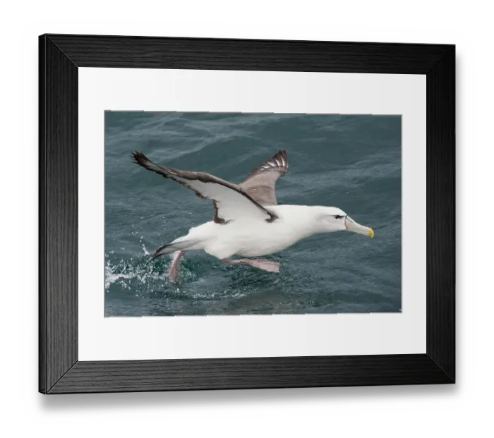 Framed Print : New Zealand white-capped mollymawk (Diomedea cauta steadi) running over water surface preparing to take flight, Stewart Island, New Zealand, Pacific Ocean Framed Print : New Zealand white-capped mollymawk (Diomedea cauta steadi) running over water surface preparing to take flight, Stewart Island, New Zealand, Pacific Ocean