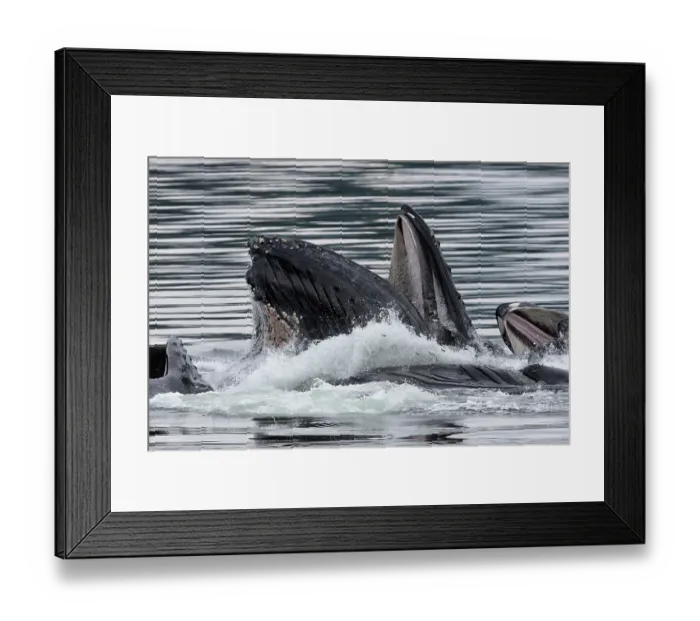 Framed Print : Humpback whales (Megaptera novaeangliae) pod, bubblenetting / lunge-feeding, southeast Alaska, USA, Pacific Ocean Framed Print : Humpback whales (Megaptera novaeangliae) pod, bubblenetting / lunge-feeding, southeast Alaska, USA, Pacific Ocean