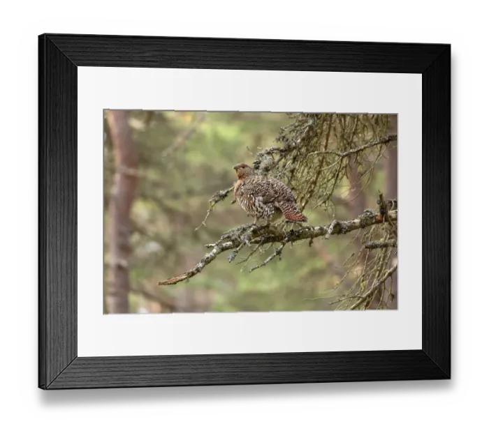 Framed Print : Capercaillie (Tetrao urogallus) female, perched in pine tree at lek, Cairngorms, Scotland, UK. April Framed Print : Capercaillie (Tetrao urogallus) female, perched in pine tree at lek, Cairngorms, Scotland, UK. April