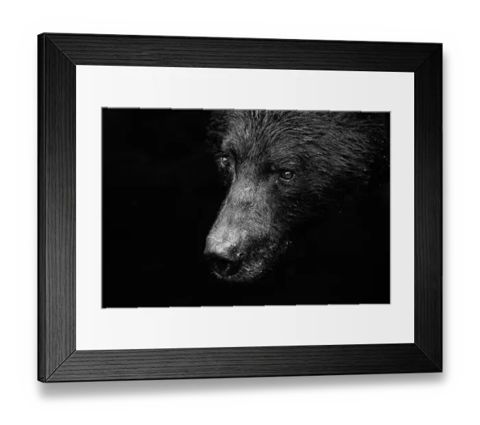 Framed Print : Black bear (Ursus americanus) head portrait, southeast Alaska, USA Framed Print : Black bear (Ursus americanus) head portrait, southeast Alaska, USA