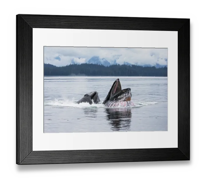 Framed Print : Humpback whales (Megaptera novaeangliae) bubblenetting / lunge-feeding, southeast Alaska, USA, Pacific Ocean Framed Print : Humpback whales (Megaptera novaeangliae) bubblenetting / lunge-feeding, southeast Alaska, USA, Pacific Ocean