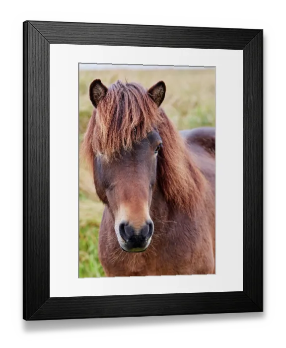 Framed Print : Icelandic horse (Equus caballus) head portrait, Iceland. September Framed Print : Icelandic horse (Equus caballus) head portrait, Iceland. September