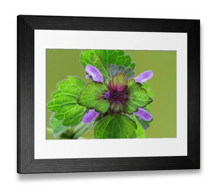 Framed Print : Red dead-nettle (Lamium purpureum) in flower, Dorset, England, UK Framed Print : Red dead-nettle (Lamium purpureum) in flower, Dorset, England, UK