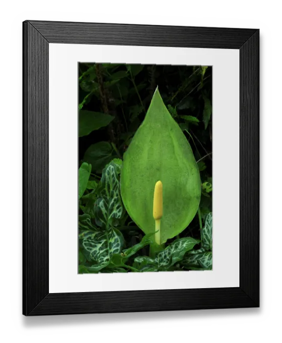 Framed Print : Italian lords and ladies (Arum italicum) in flower. Dorset, England, UK. May Framed Print : Italian lords and ladies (Arum italicum) in flower. Dorset, England, UK. May