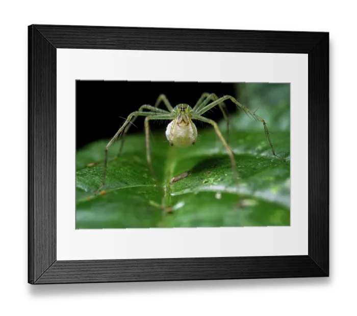 Framed Print : Fishing spider (Thaumasia sp.) female carrying her egg sac, Osa Peninsula, Costa Rica Framed Print : Fishing spider (Thaumasia sp.) female carrying her egg sac, Osa Peninsula, Costa Rica