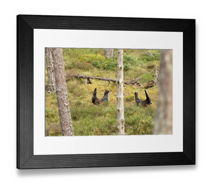 Framed Print : Two Capercaillie (Tetrao urogallus) males sparring in forest at lek, Cairngorms, Scotland, UK. April Framed Print : Two Capercaillie (Tetrao urogallus) males sparring in forest at lek, Cairngorms, Scotland, UK. April