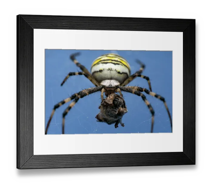 Framed Print : Wasp spider (Argiope bruennichi) female in her web feeding on insect prey, Lucerne, Switzerland. August. Focus stacked image Framed Print : Wasp spider (Argiope bruennichi) female in her web feeding on insect prey, Lucerne, Switzerland. August. Focus stacked image