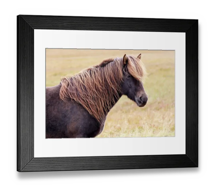 Framed Print : Icelandic horse (Equus caballus) head portrait, Iceland. September Framed Print : Icelandic horse (Equus caballus) head portrait, Iceland. September