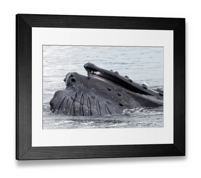 Framed Print : Humpback whale (Megaptera novaeangliae) lunge-feeding, southeast Alaska, USA, Pacific Ocean Framed Print : Humpback whale (Megaptera novaeangliae) lunge-feeding, southeast Alaska, USA, Pacific Ocean