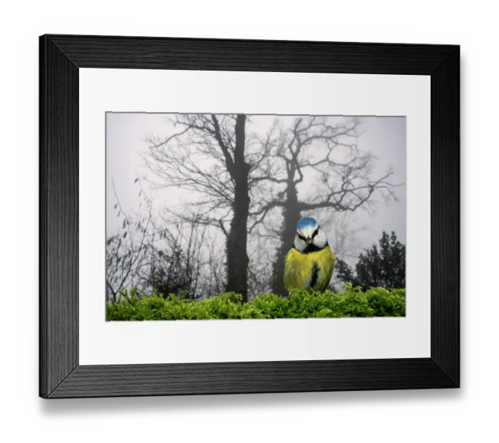 Framed Print : Eurasian blue tit (Cyanistes caeruleus) perched on birdfeeder, Lucerne, Switzerland. January Framed Print : Eurasian blue tit (Cyanistes caeruleus) perched on birdfeeder, Lucerne, Switzerland. January