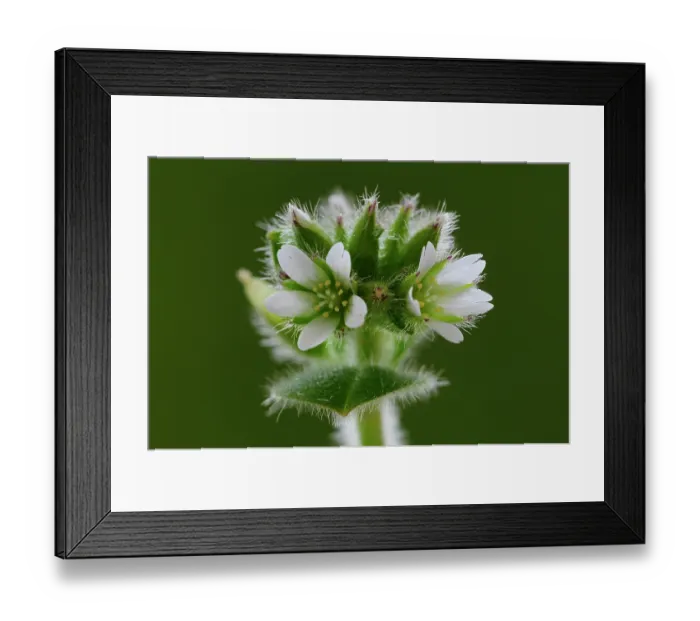 Framed Print : Sticky mouse-ear (Cerastium glomeratum) in flower, Dorset, England, UK. April