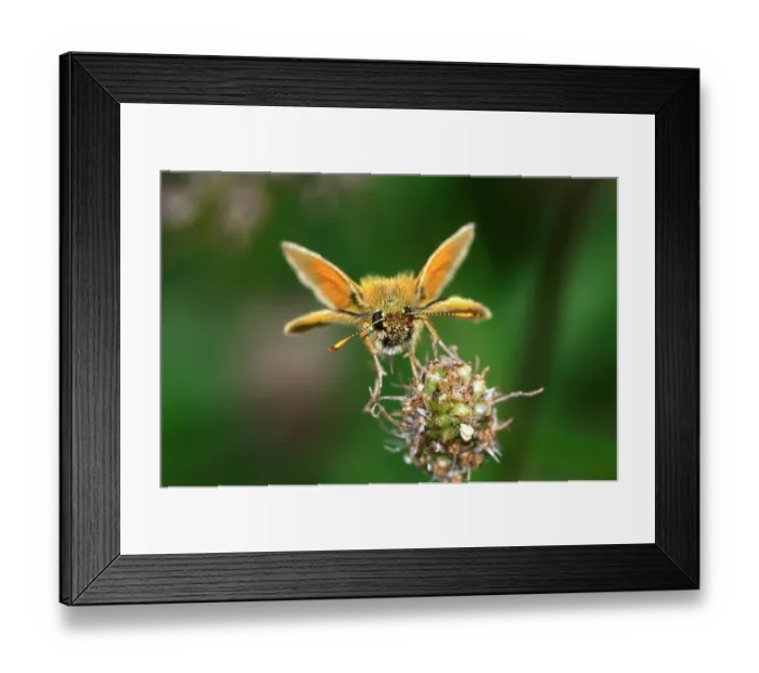 Framed Print : Small skipper butterfly (Thymelicus sylvestris) resting on flower head, Kingcombe Meadows Nature Reserve, Dorset, England, UK. July Framed Print : Small skipper butterfly (Thymelicus sylvestris) resting on flower head, Kingcombe Meadows Nature Reserve, Dorset, England, UK. July