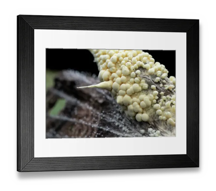 Framed Print : Black witch moth (Ascalapha odorata) overtaken by Cordyceps fungus (Akanthomyces sp.), closeup of the empty shell of the moth Osa Peninsula, Costa Rica Framed Print : Black witch moth (Ascalapha odorata) overtaken by Cordyceps fungus (Akanthomyces sp.), closeup of the empty shell of the moth Osa Peninsula, Costa Rica
